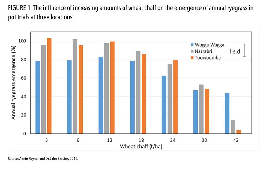 Figure 1 annual ryegrasss