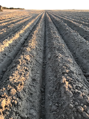 Furrows created by knife-points