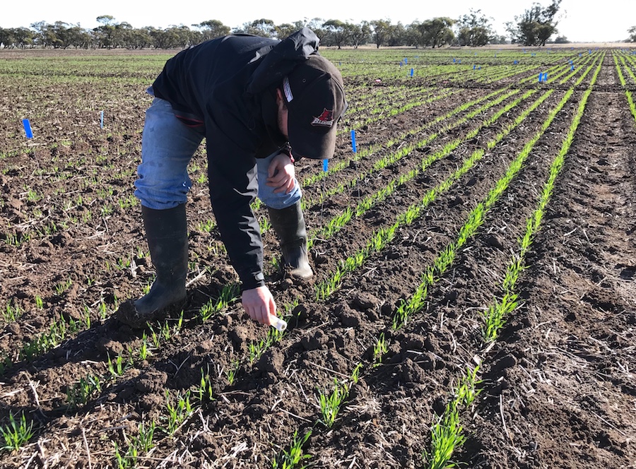 Researcher inoculating Russian wheat aphid trials