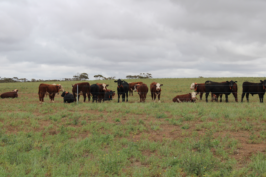 Cattle fitted with GPS-enabled neckbands in a virtual fencing trial.