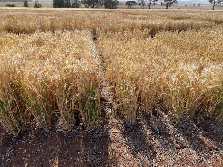 bbarley wild genetics at Tarlee