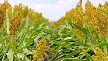 Some practices may need tweaking to maintain sorghum production 