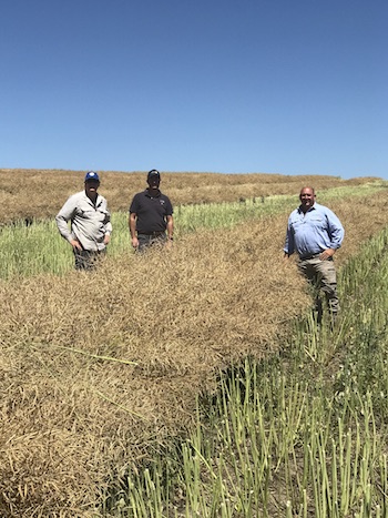 The team in a paddock of canola 