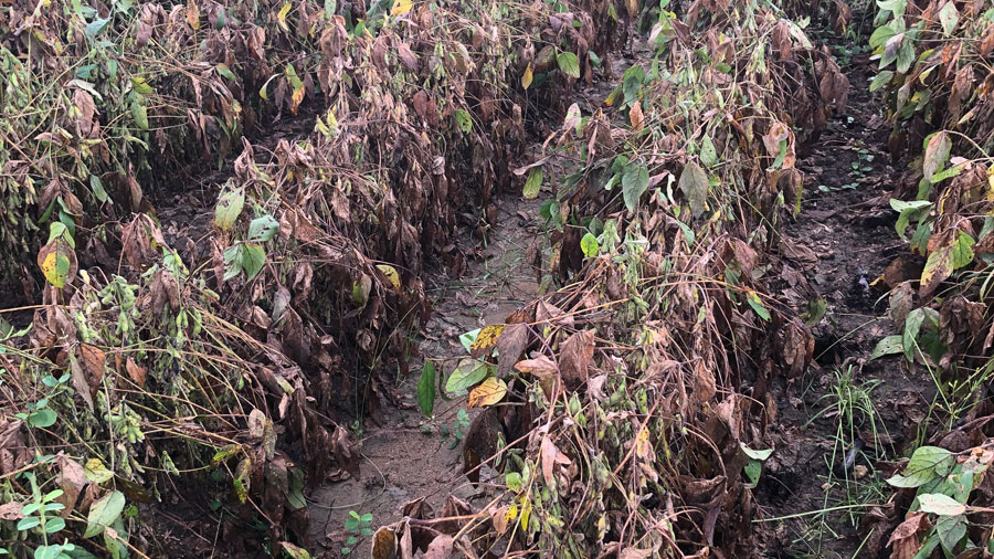 anthracnose and target spot in soybeans