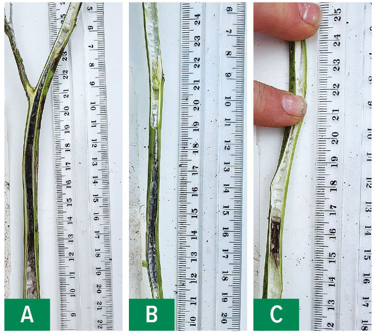 blackleg stem infection