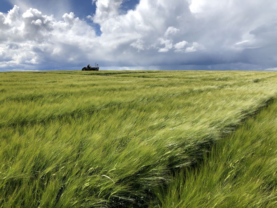 Spring-sown barley growing in Tasmania.