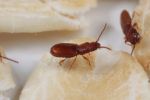 Probing phosphine resistance in rusty grain beetles 