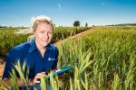 New efforts to tackle irregular grain quality