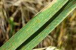 Rust ‘social diseases’ a biosecurity risk