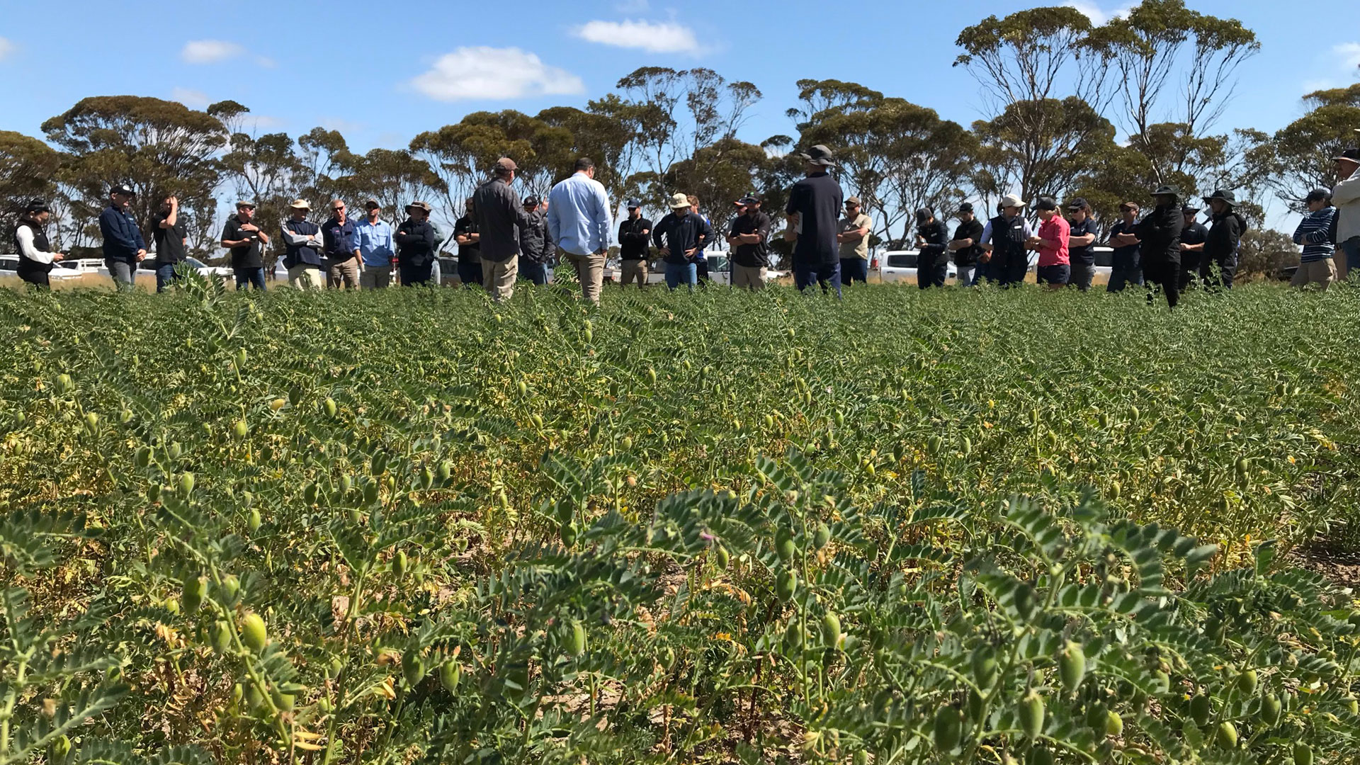 Growers inspect a chickpea crop