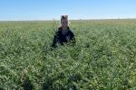 Turning necessity into opportunity with summer chickpeas