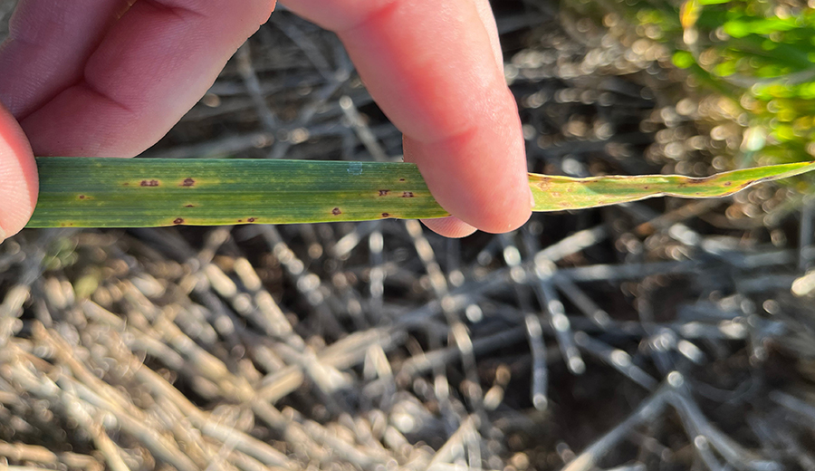 yellow leaf spot