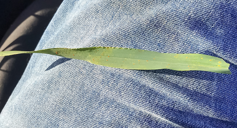 leaf rust in Compass barley