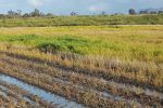 Keeping crops a head above water