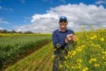 Want to supercharge your profit? Dual-purpose canola may be just the ticket