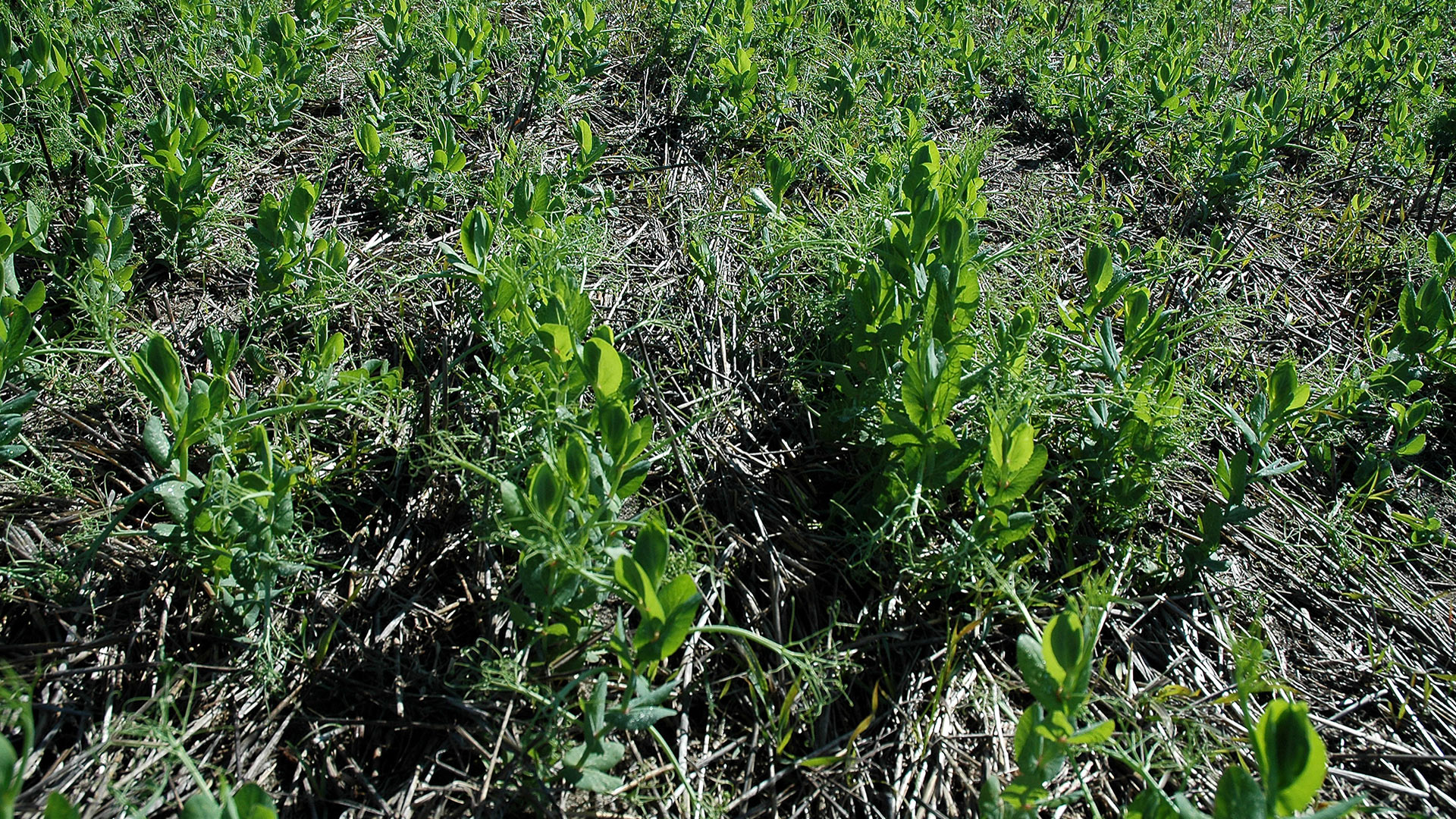 Explore the future of weed control at the GRDC Coastal Weeds Forum ...