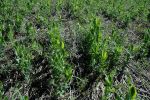 Explore the future of weed control at the GRDC Coastal Weeds Forum