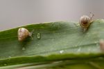 Strategy a part of managing snails after liming