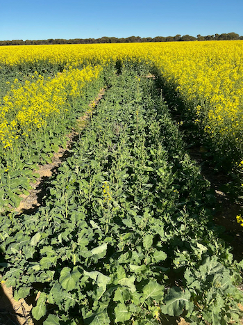 early sown canola