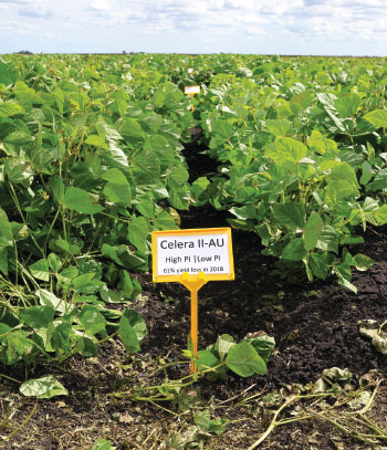 close up of green plants with a yellow sign that says Celera II-AUA