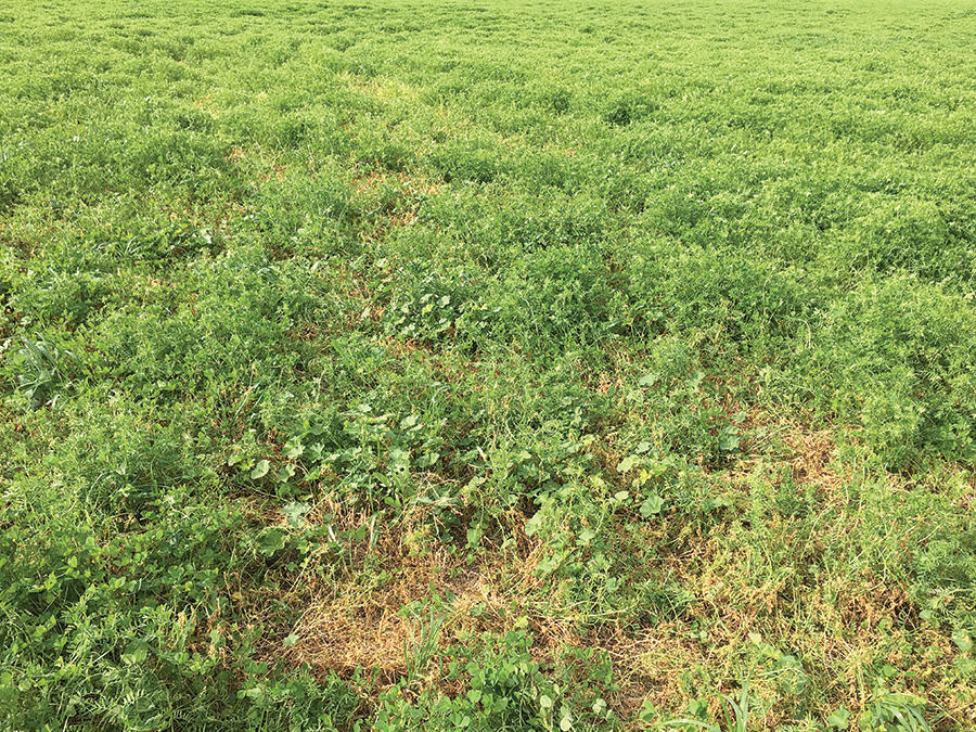 Lentil plants dying from Sclerotinia. 