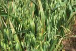 $4M GRDC research consortium to tackle septoria in oats