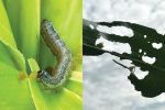 Invasive pest study points to improved biosecurity responses 