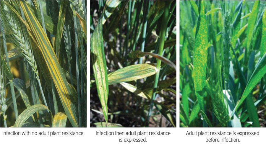 Figure 5: Stripe rust infection in leaves without and with adult plant resistance.