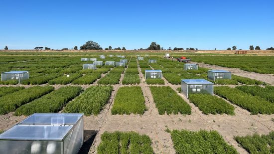 Heat tolerance traits identified