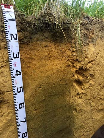Indicator dye sprayed down a soil pit showing an acidic band from 20 to 50 centimetres. PHOTO DPIRD
