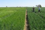 GRDC-invested NVT assists growers to optimise cropping profitability