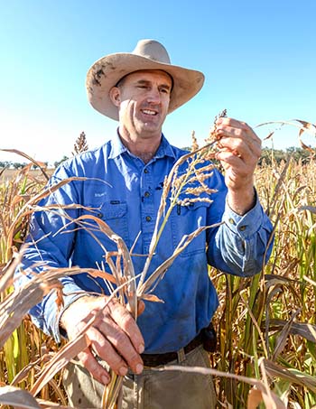 Stuart McDonald checks a sorghum cover crop at the trial site. Photo: Nicole Baxter