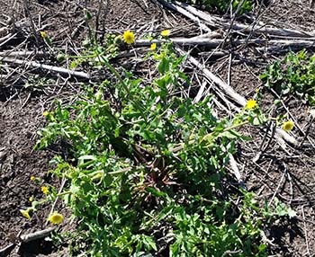 A recent Northern Grower Alliance (NGA) sowthistle survey has provided a snapshot of current common sowthistle (pictured) management practices and constraints across northern NSW and southern Queensland according to chief executive Richard Daniel.