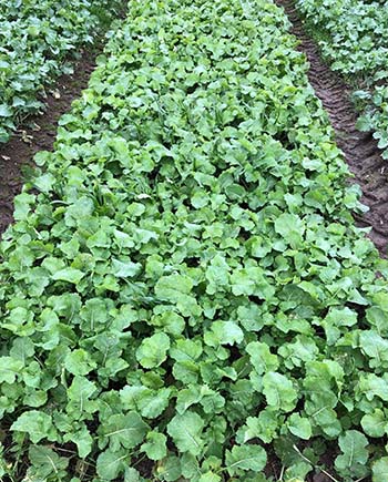 Weed control integrating crop seeding rate, hybrid vigour and herbicide use to suppress annual ryegrass in canola trials at Lake Bolac in Victoria's western districts. PHOTO University of Adelaide