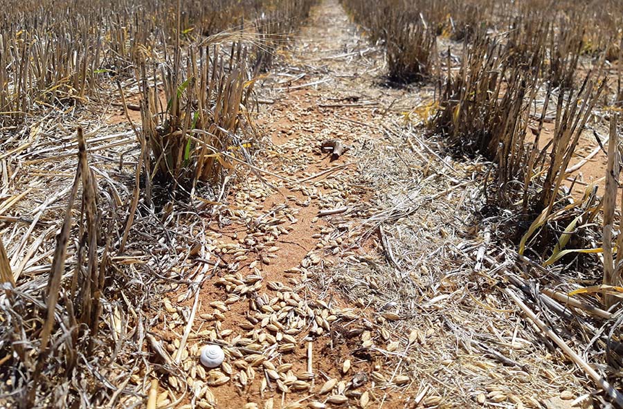 A stubble paddock with abundant food for mice (spilt grain after harvest). PHOTO CSIRO