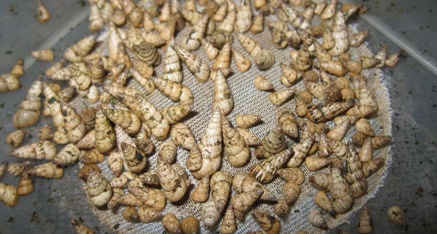 Conical snails contaminate harvested grain and interfere with market access for southern growers. PHOTO SARDI