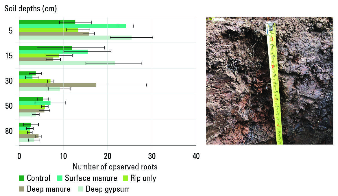 Figure 7: The influence of different soil treatments on root growth at the Rand site in 2019 (third season after treatment implementation). The picture on the right shows the proliferation of roots in the slot containing the amendments.