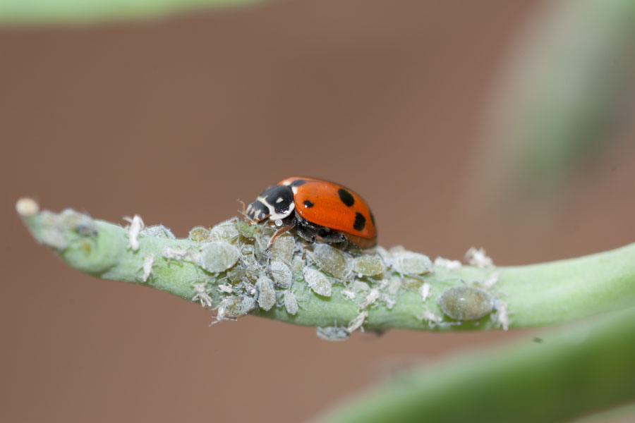 Ladybird beetle feeding on aphids