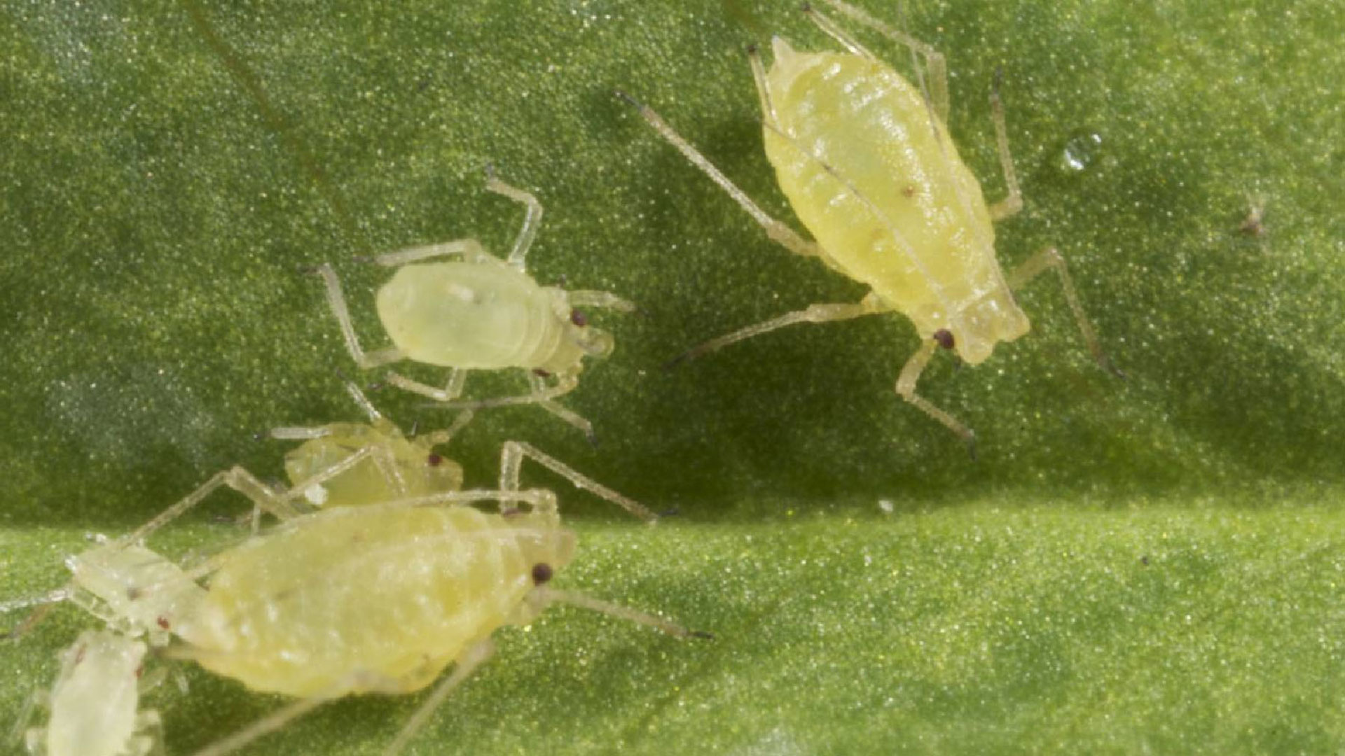 Natural enemies to be enlisted against green peach aphid | Groundcover