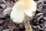 Biofertiliser potential in native fungus