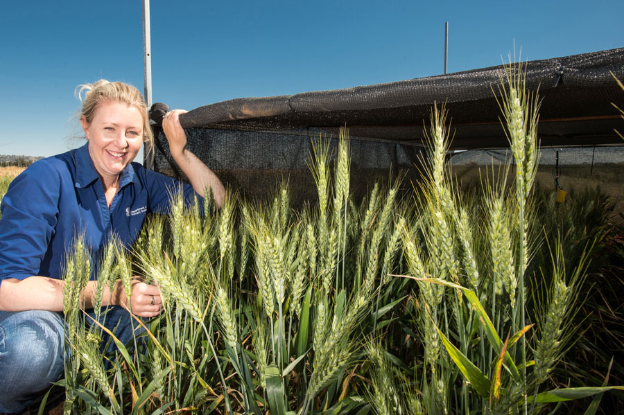 Dr Harris in a field of wheat