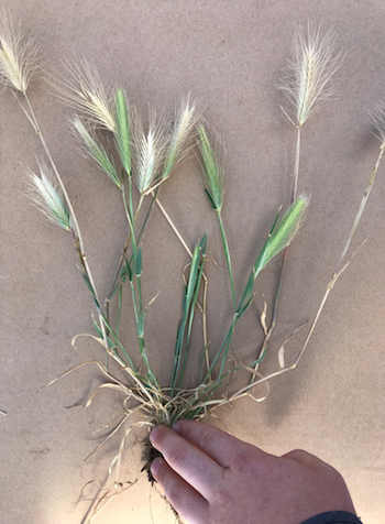 Barley grass is one of the main plant hosts for Russian wheat aphid