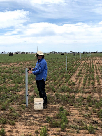 Dr Caroline Lee from CSIRO fencing a paddock. 