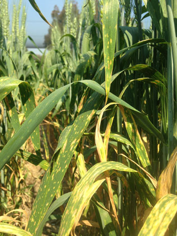 wheat plant