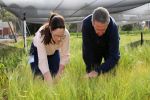 AFREN support network to tackle fungicide resistance