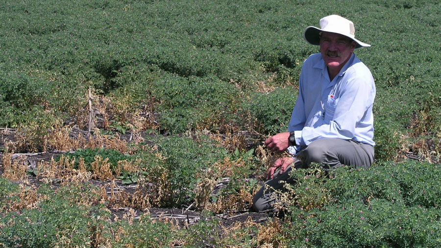 Kevin Moore inspecting Ascochyta infection in chickpeas 