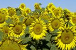 Get the good oil on sunflowers at GRDC workshops