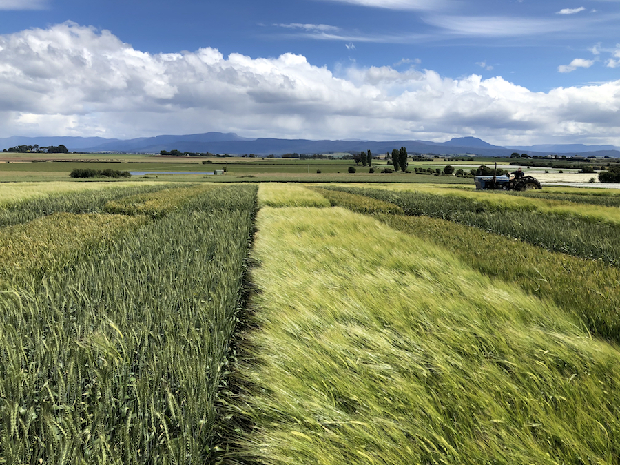 Experimental trial plots at Hagley, Tasmania.