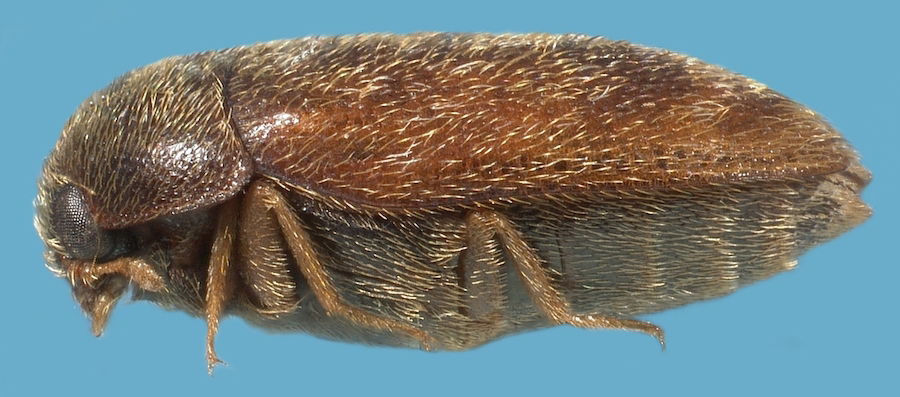 Adult khapra beetle.