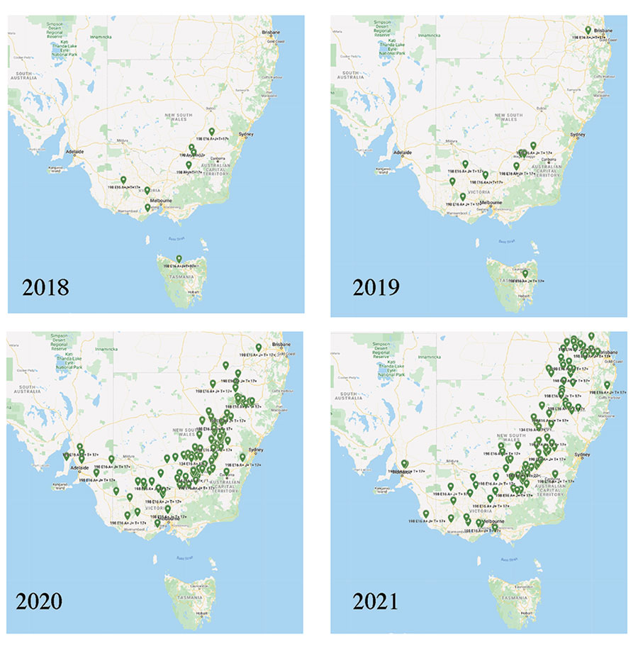 Four maps showing southern Australia labelled 2018, 2019, 2020 and 2021 showing he detection and spread of wheat stripe rust pathotype
